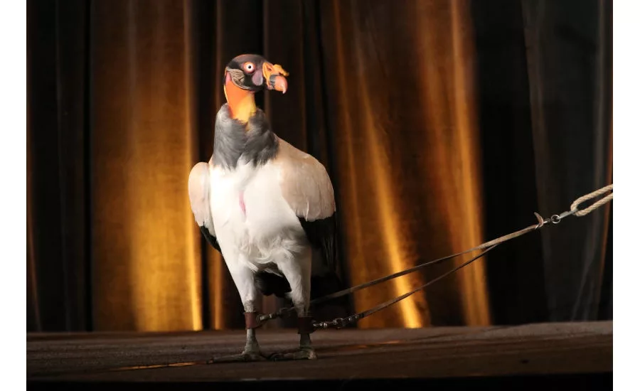 Joan Embery, a conservationist in the San Diego area, entertains and educates MCAA 2017 