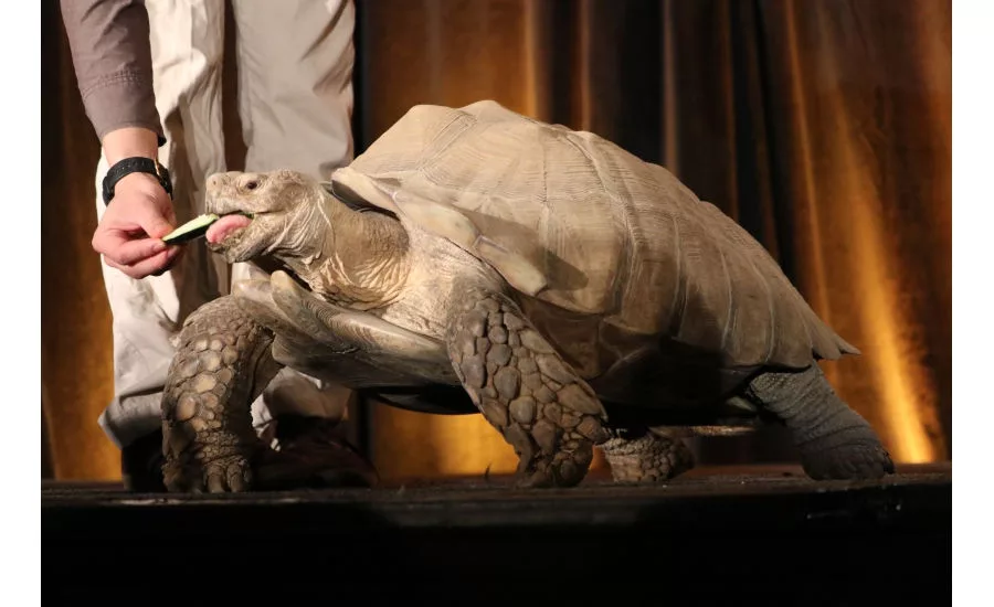 Joan Embery, a conservationist in the San Diego area, entertains and educates MCAA 2017