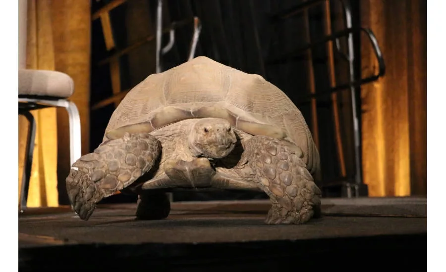 Joan Embery, a conservationist in the San Diego area, entertains and educates MCAA 2017 