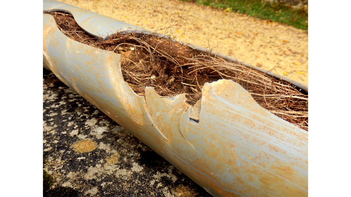 Root intrusion in a pipe