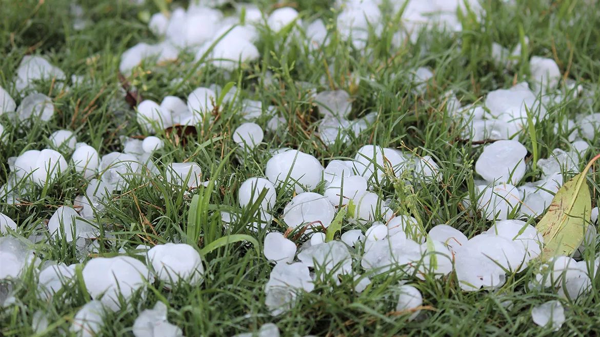 Hail stones in various sizes on grass.