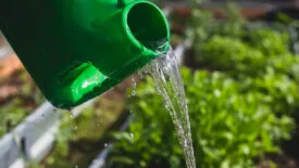 Farmer watering the plants, vegetables and seedlings in a greenhouse.