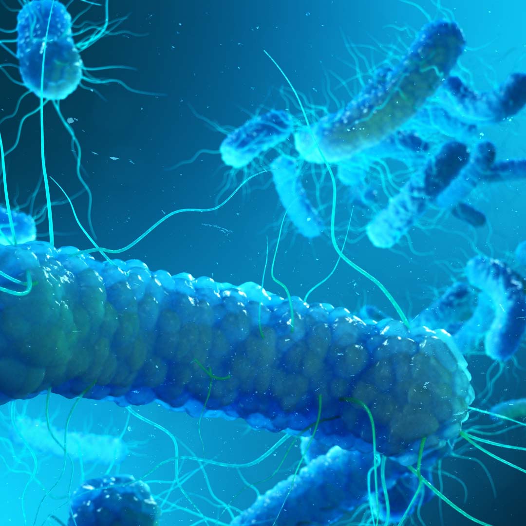 Legionella