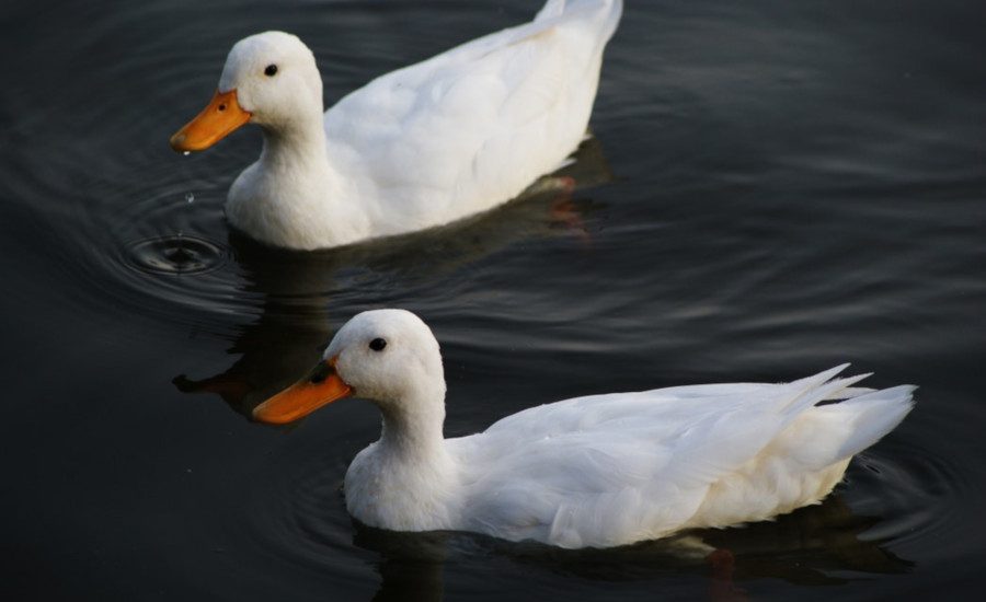 Ducks Quack Eagles Soar 2010 06 07 Plumbing Mechanical