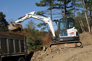 bobcat body